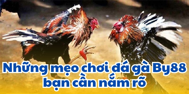 Những mẹo chơi đá gà By88 bạn cần nắm rõ